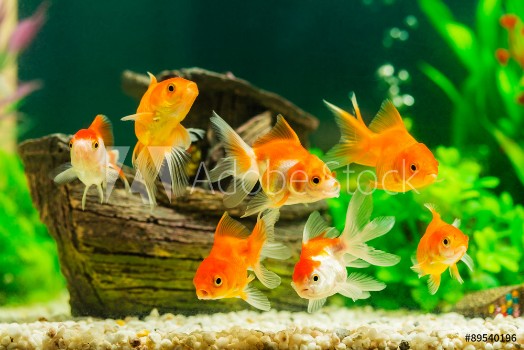 Picture of Goldfish in aquarium with green plants